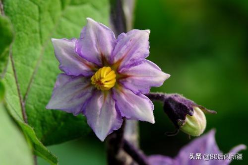 头条问答 茄子初期出现落花落果是怎么回事 16个回答