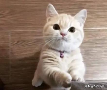 新来的猫发出咕噜咕噜的声音是什么意思:猫咪发出咕噜咕噜的声音，代表什么意思？