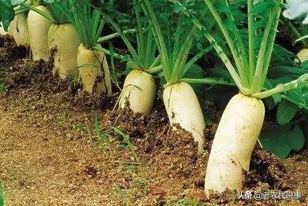 农业人的困扰：为何我们生产的东西那么好,就是卖不出去？该怎样解决？