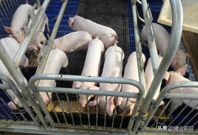 大冶市宠物兔养殖场地址诚信经营:为什么有些养土鸡创业的人都赔惨了？