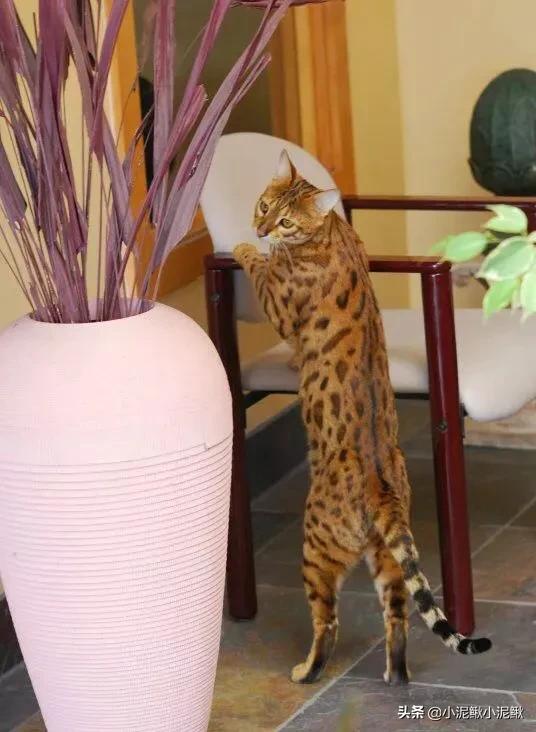 品种猫:品种猫到底是什么意思？有哪些猫是品种猫？