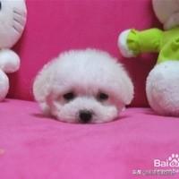 小比熊犬图片:比熊犬有什么样的缺点呢？