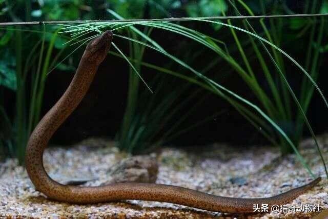 中国的奇闻异事录巨蛇，十二生肖都是如何对待自己的家人的
