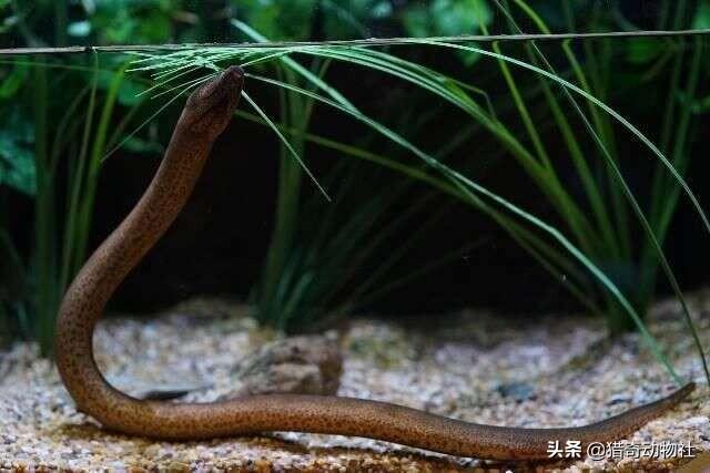 翻车鱼 月亮鱼:“望月鳝”这种剧毒物，现实中到底存在吗？ 翻车鱼月亮鱼的区别