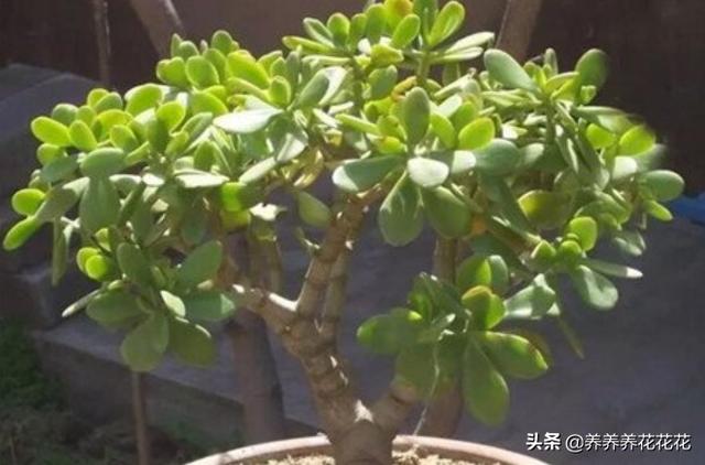 燕子掌:这到底是玉树还是燕子掌？
