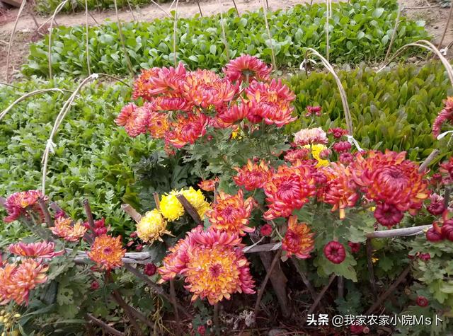 假如你在农村有一个院子,你打算种菜还是种花呢？