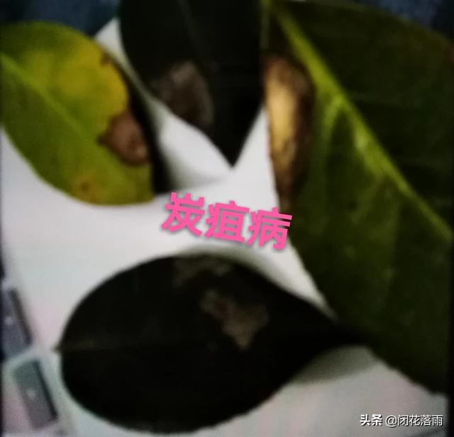 茶花常见病与治疗方法,茶花的烟煤病和炭疽病怎么治？