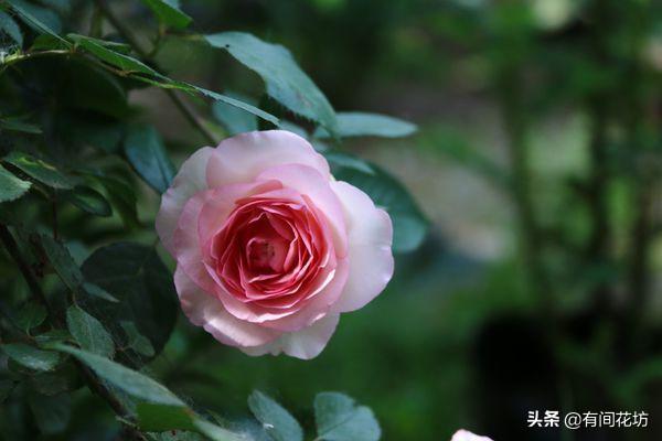 李依伊:《知否》的朱曼娘，李依晓再次出演白莲花，这次能火吗？