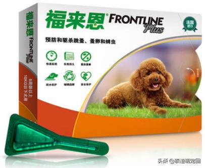 泰迪白色长虱子图片:泰迪身上跳虱买什么药除？