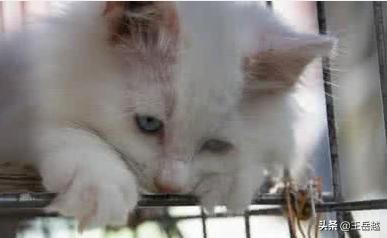 太原收养流浪猫狗:捡到一只流浪猫，准备收养具体该怎么做？