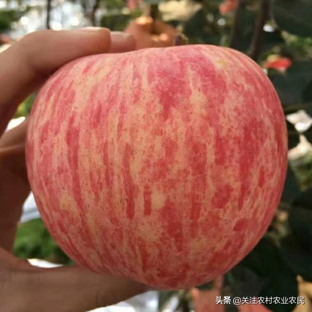 吃苹果是选片红苹果还是条红苹果，您知道吗？:可溶性固形物 第2张