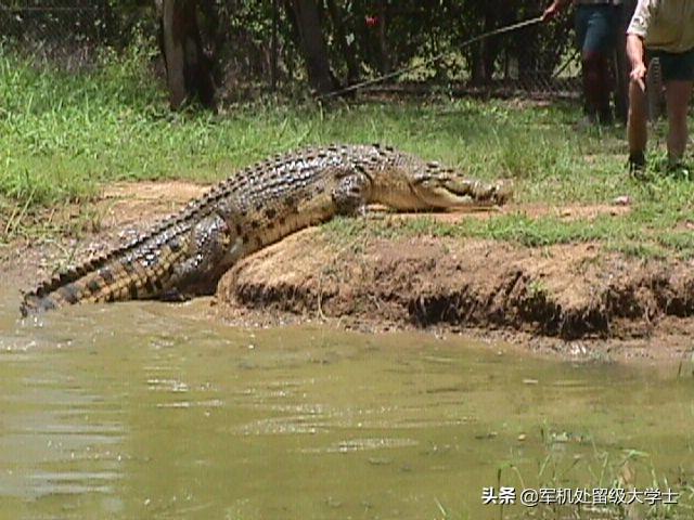 湾鳄:尼罗鳄古斯塔夫和湾鳄洛龙谁更厉害？