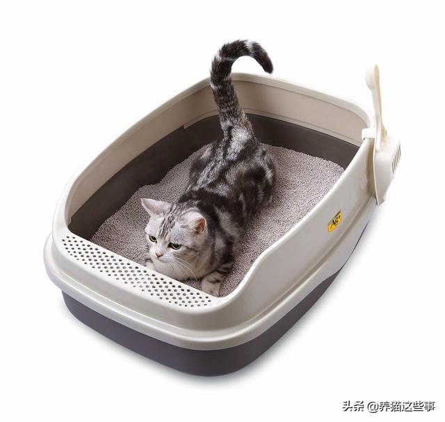金毛尿频吃什么消炎药:猫咪这两天频繁去厕所，还尿不出来，应该吃什么药？