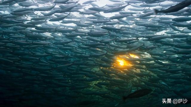 鲱鱼罐头有什么营养(瑞典为何每年能吃掉几百吨鲱鱼罐头，鲱鱼罐头的存在使命是什么？