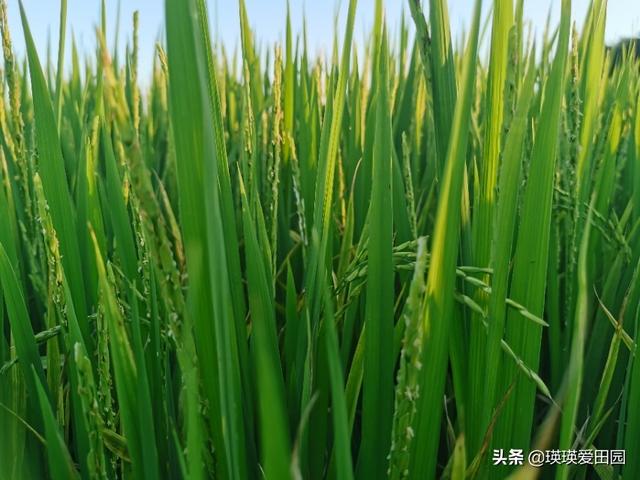 庚子年的灾难:今年灾难接二连三到来，美国卫星找到答案，是不是真的