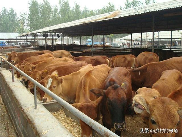 养殖什么好养又赚钱:现在搞什么养殖比较赚钱？