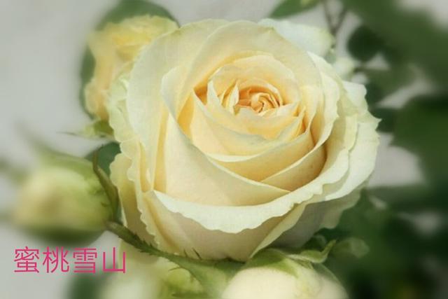 优秀月季花品种介绍百度网:名贵月季十大品种是哪些品种？