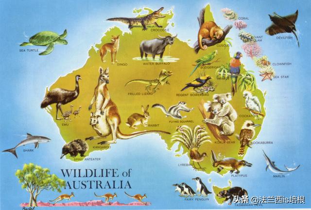 鸭嘴兽灭绝了吗，为什么澳大利亚的动物在其他大洲没有出现比如鸭嘴兽、考拉