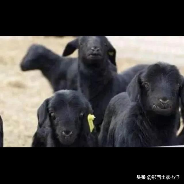 大麦町为什么禁养:因猪瘟暴跌的肉价，让农民付出毁于一旦，过年猪肉价可能回温吗？
