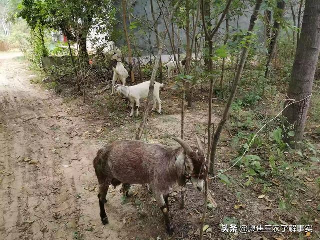 布氏杆菌病传染途径:布氏杆菌病传染途径有哪些 家里养牛，再分圈养羊可以吗？会传染布病吗？