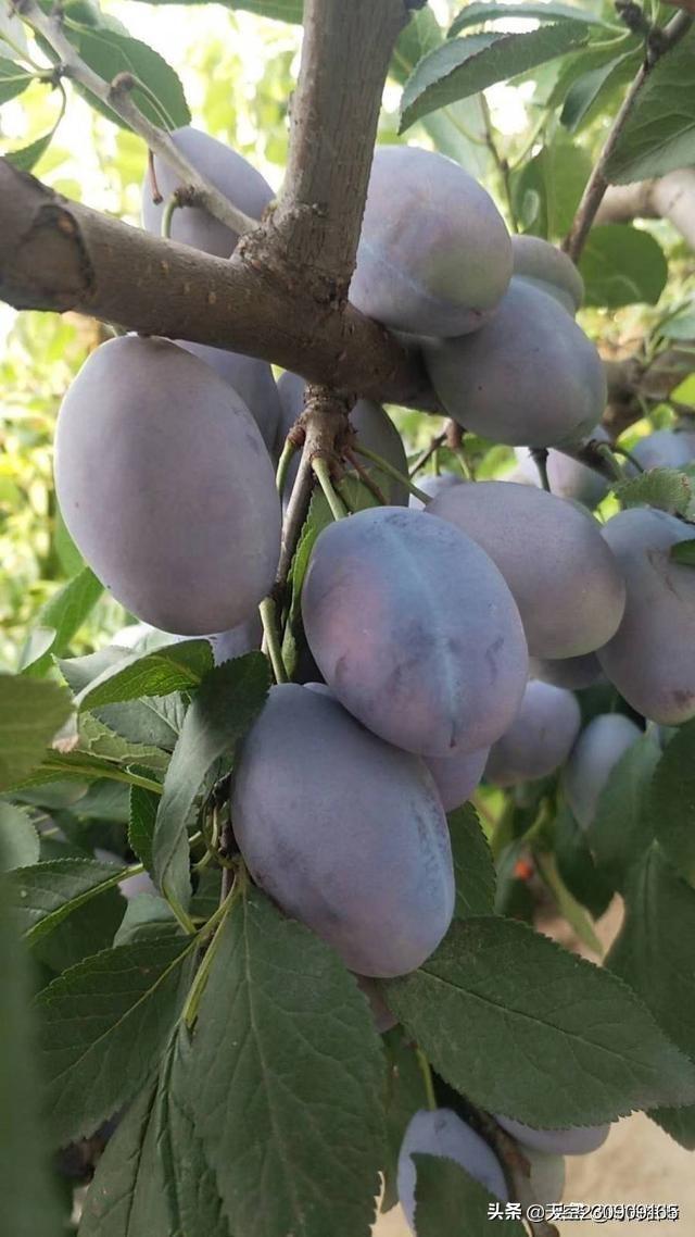 头条问答 - 一年栽的美国蛇李树怎么管理?(16个回答)