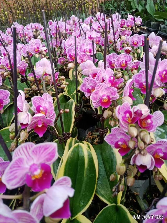 头条问答 蝴蝶兰花的叶子蔫蔫的 是不是生病了 7个回答