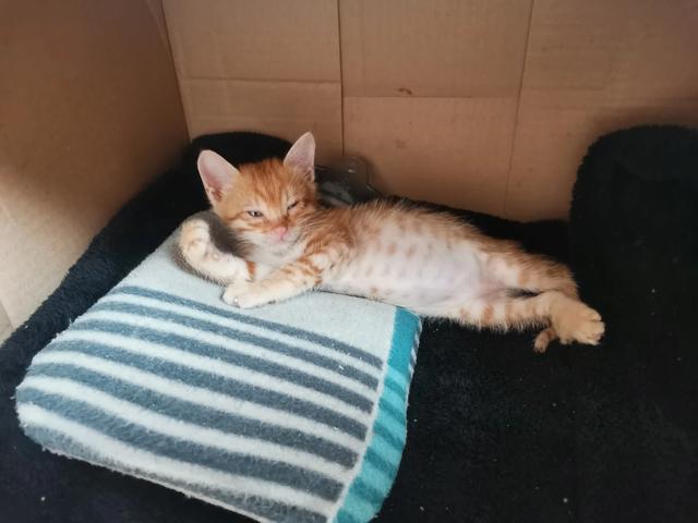 流浪猫:养流浪猫是种什么体验呢？ 流浪猫鲍勃