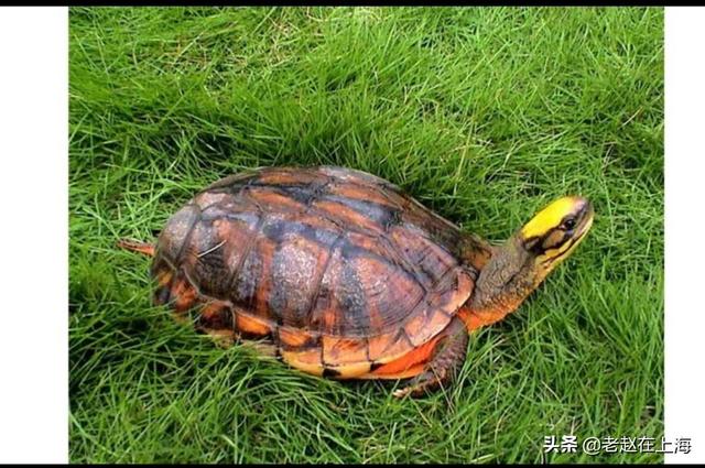 金钱龟吃什么东西最好:我刚买了两只金钱龟，该如何养它们？