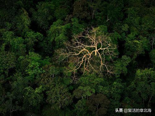 植物是否也有欲望,让它生存、繁衍？又是什么,限制了植物欲望升级,不像动物明显？