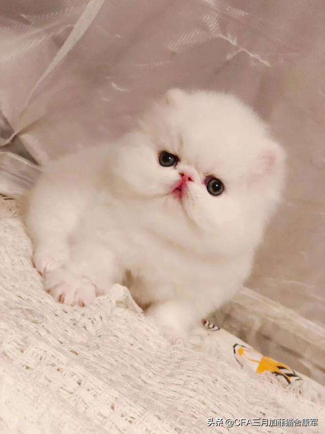 沉迷吸猫是什么意思:养猫为什么会上瘾？明明已经有两只了，为啥还想再养？