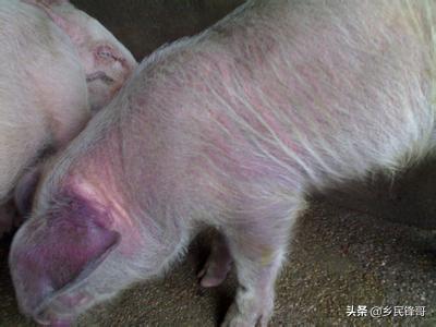附红体病怎么检查:临产母猪附红细胞体病怎么治疗？
