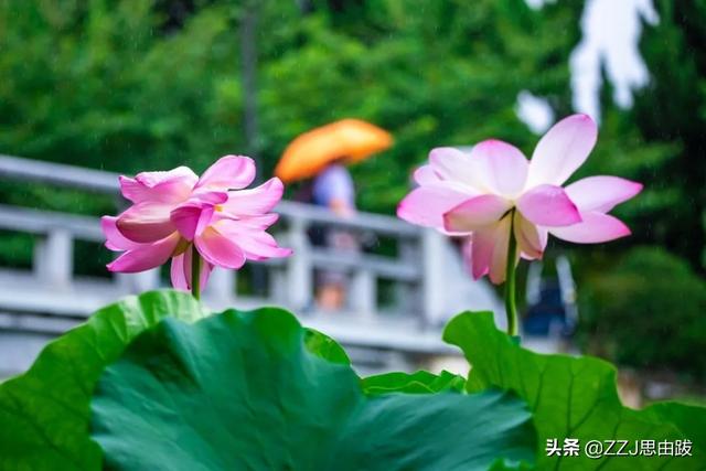 南京旅游微信公众号:对外地游客摘下南京玄武湖罕见并蒂莲，你有什么想说的？