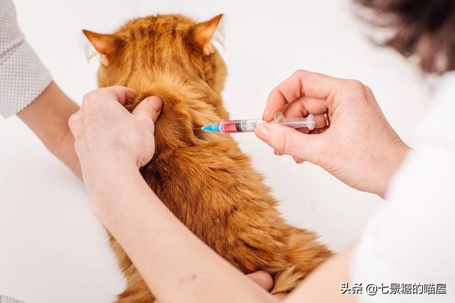 猫咪绝育:你家的猫咪做绝育了吗？做绝育会对猫咪有什么影响？