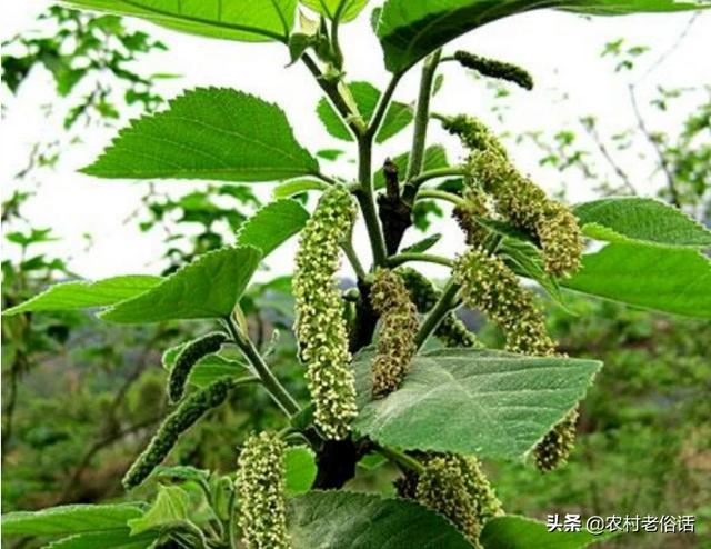 树叶拼的鸟类图片:专家说构树浑身是宝，用途有很多，为啥不少农民却很讨厌构树？