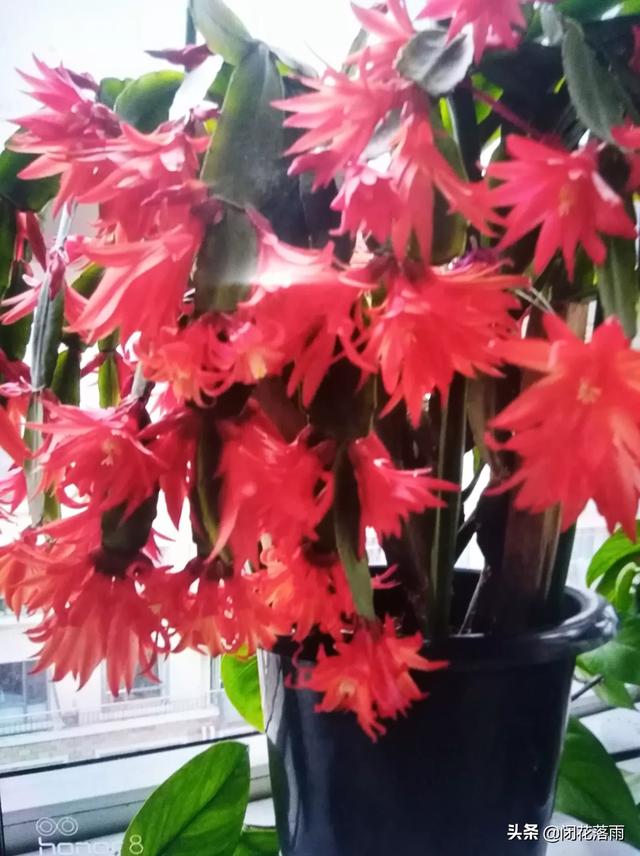 假昙花群:假昙花过了一个夏天叶子背面有好多水泡，是怎么了？