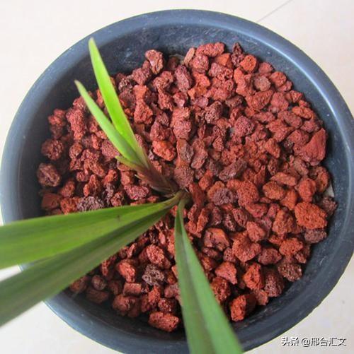 花土里加火山石:装修产生的锯末，怎么处理才能养花？