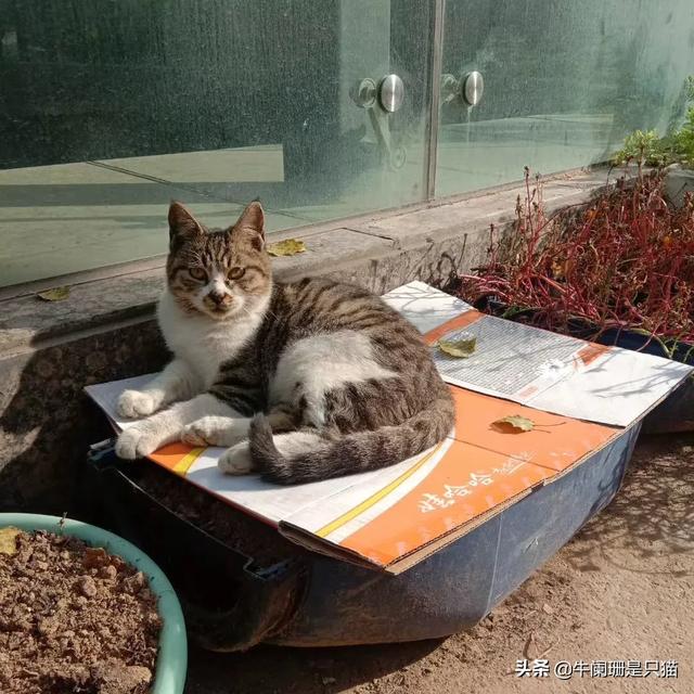 松鼠猴可以当宠物养吗:为什么很少有人养猴子当宠物？ 松鼠猴在哪国可以养