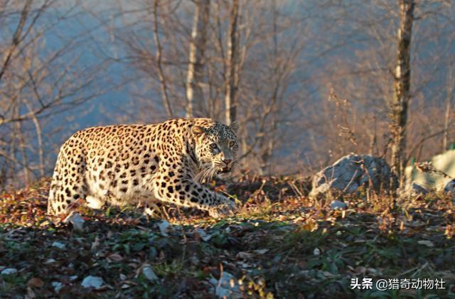 速度与猎豹不相上下的格雷伊猎犬:波斯豹打的过亚洲黑熊吗？
