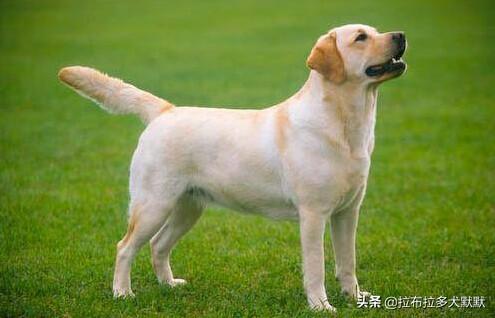 优质的拉布拉多犬性格特征有哪些:怎么挑选一只好的拉布拉多呢？