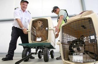 浦东机场宠物出境手续:乘坐东方航空航班如何办理宠物托运？ 浦东机场出境流程