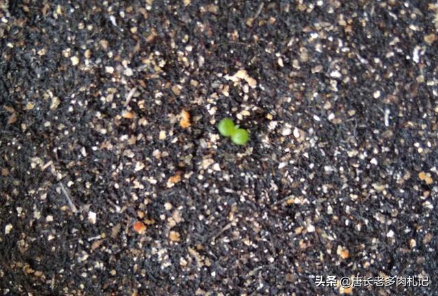 多肉植物翡翠景天小苗:多肉小苗多大可以晒太阳？