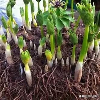 种植什么中药材效益高？