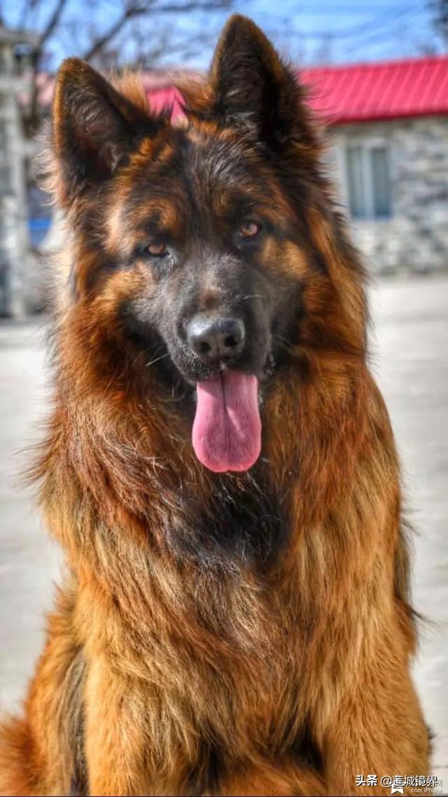 中国牧羊犬网:在中国，有哪些常见的工作犬种？