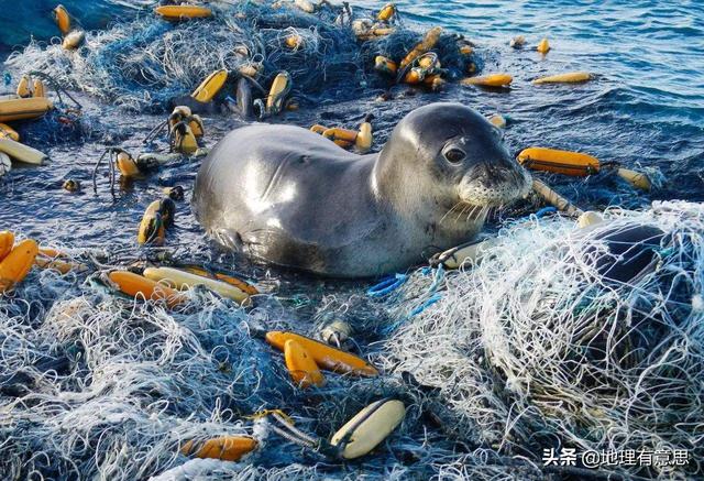 海洋垃圾的危害，作为海洋中的王者，塑料垃圾对鲸鱼有怎样的危害