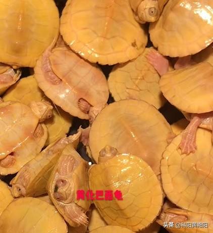 巴西龟图片:怎么判断乌龟是否得了白眼病？怎样治疗白眼病？ 巴西龟图片 最大
