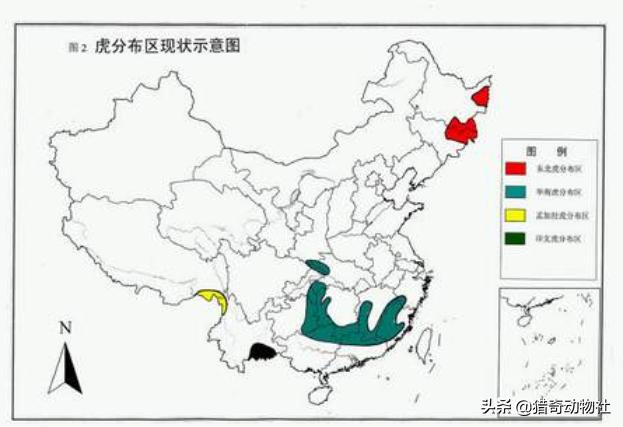 东北虎的资料卡片:大兴安岭森林中有老虎吗？