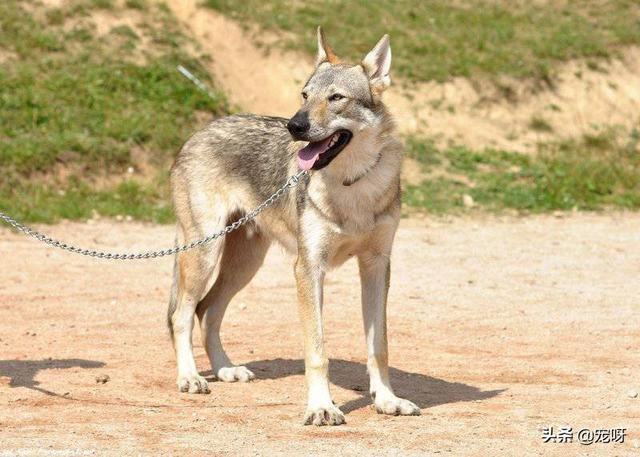 小捷克狼犬没那么贵吧:世界上纯种的捷克狼犬还多吗？有何依据？