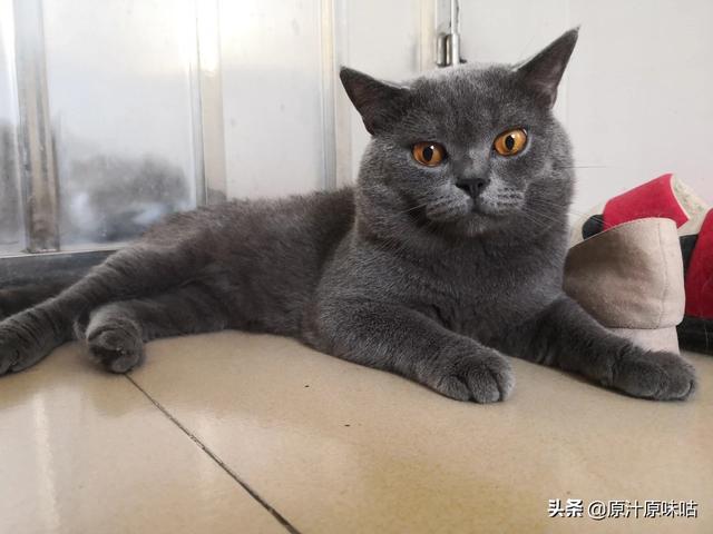 性价比最好的猫粮:想给我家主子换个口粮了，求好猫粮推荐？我家主子6个月了？