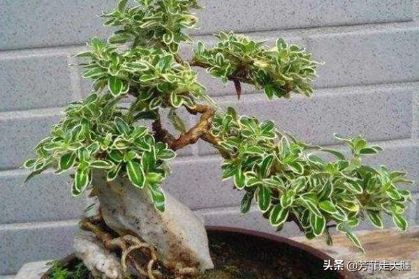 野生六月雪图片根大:有一种叫“六月雪”的植物大家知道吗？分布在哪里？有什么用途？