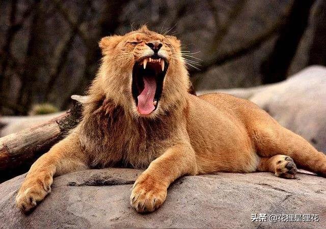 狮子属于猫科还是犬科，狮子和老虎为什么叫猫科动物